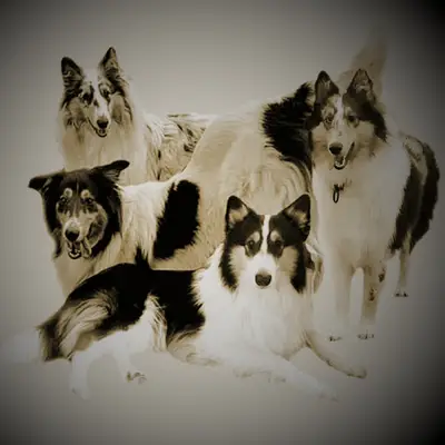 Colliezucht 'Of Passion'  cover