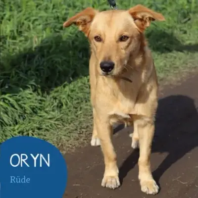 Oryn