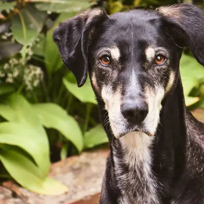 Dog Adoption at Tierheim Henstedt-Ulzburg: Guide