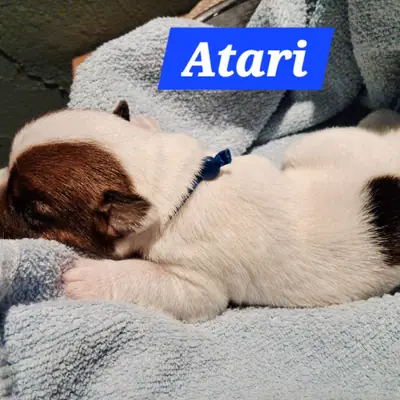 Atari
