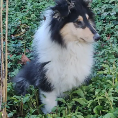 Collies of Yellow River  cover