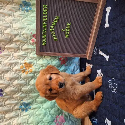 Archiebald von der Mountainfielder Dog-Ranch