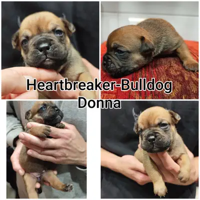 Donna