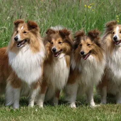 Shelties von Hauschteckslust  cover