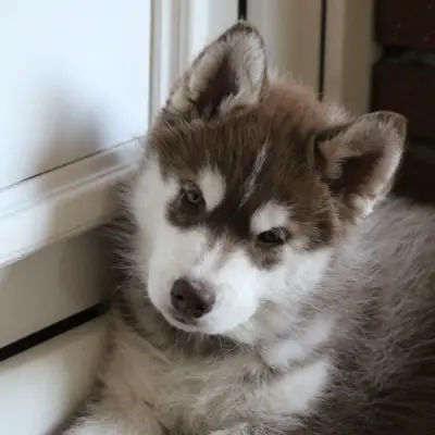 Bright Little Bear Askan