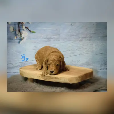 Bo