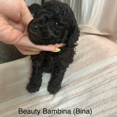 Beauty Bambina