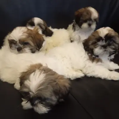 Shih Tzu Gesundheit: Typische Krankheiten & Vorsorge [2026]