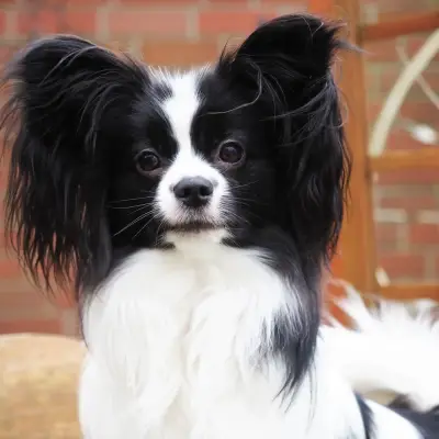Papillons vom Schmetterlingsgarten – Kontinentaler Zwergspaniel (Papillon) Züchter, Hamburg