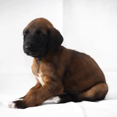 Caesar