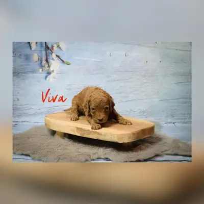 Viva