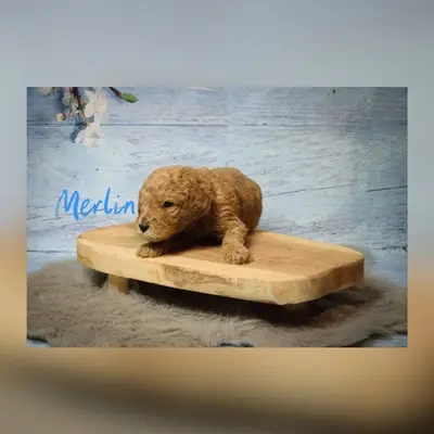 Merlin
