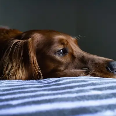 Zorgverzekering voor uw hond