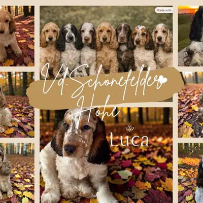 Hundezucht vd Schönefelder Höhe – Cocker Spaniel inglés Züchter, Brandenburg
