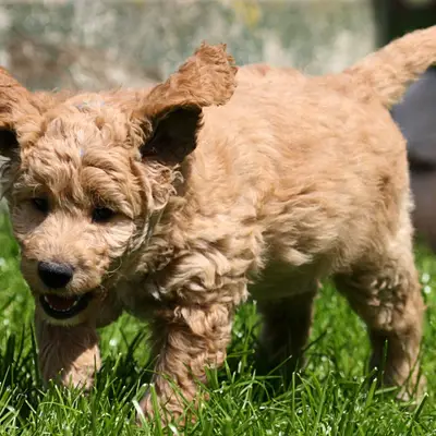 Adopter un Goldendoodle en refuge : conseils et avis