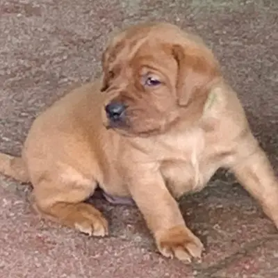 Mia