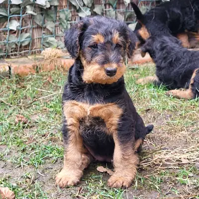 Previous puppy: Sophie