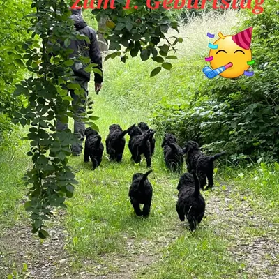Großpudelzucht vom Süntelhang cover