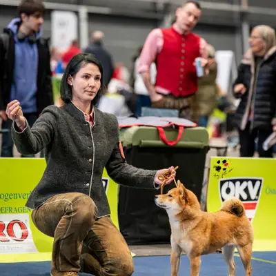 Shiba Inu vom hundecampus, Salzburg