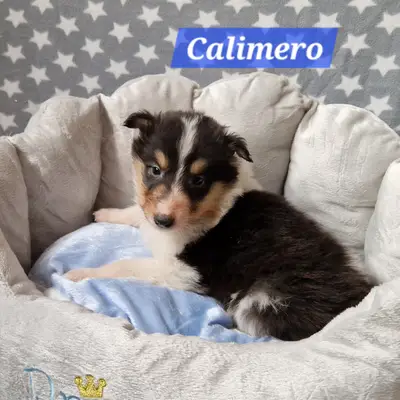 Calimero 