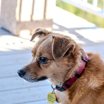 Dog Adoption at Tierheim Heppenheim: 2026 Guide