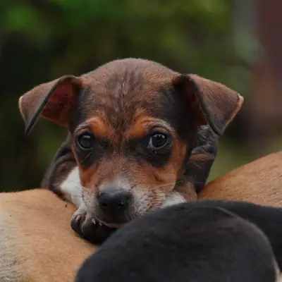 Illegal Puppy Trade on Social Media: Calls for ID Checks