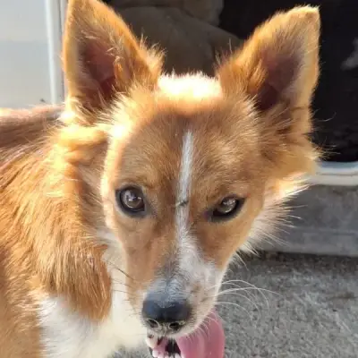 Niko