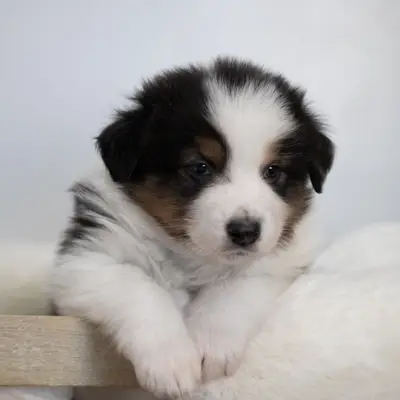 Holly