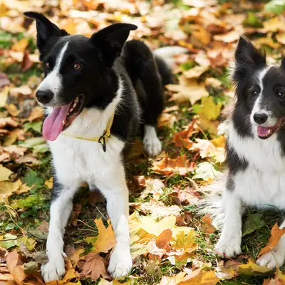 Puberteit bij honden: wat is nu belangrijk?