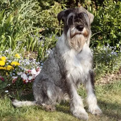 Schnauzer von Halamasch, Niedersachsen