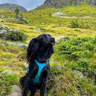 Paint it Black, Salzburg