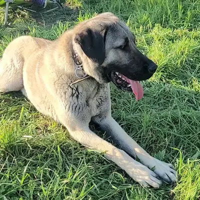 Sicimogullari Kangal , Baden-Württemberg