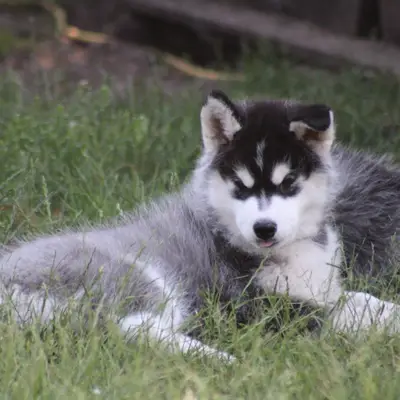 Bright Little Bear Atka