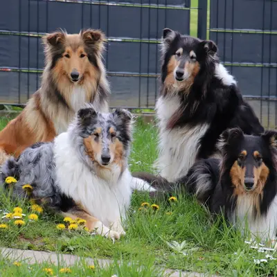 Collies from Jenna's World  cover
