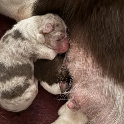 Foto dell’allevatore
