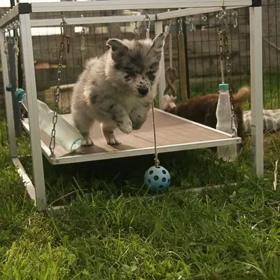 Australian Shepherd karakter: past dit ras bij jou?