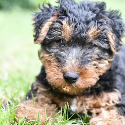 von der Passion – Welsh Terrier Züchter, Sachsen-Anhalt