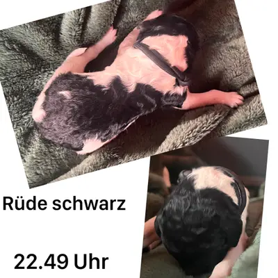 Schwarz