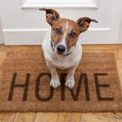De combien d’espace un chien a-t-il besoin ?