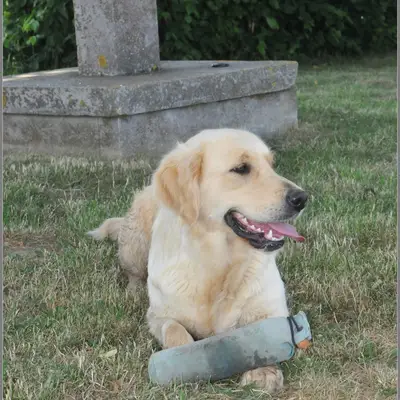 Golden vom Desenberg  – Golden Retriever Züchter, Nordrhein-Westfalen