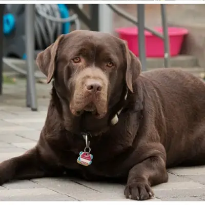 Labrador vom Heiligenblut  cover