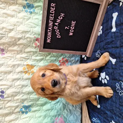 Aria von der Mountainfielder Dog-Ranch