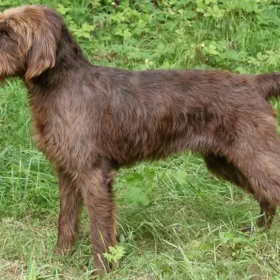Pudelpointer Temperament & Personality: Is It Right for You?