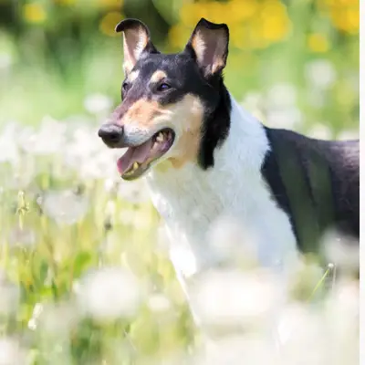 Collies vom Widdumhof cover