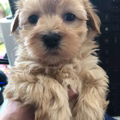 Arthur