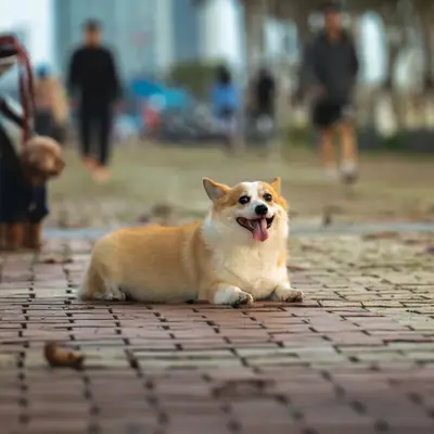 Leishmaniasis in Dogs: New Reporting Rules [2026]