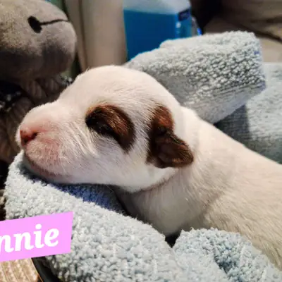 Annie