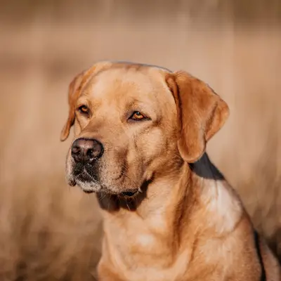 Golden Mountain Spring`s – Labrador Retriever Züchter, Steiermark