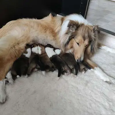 Collies vom Meggenried cover