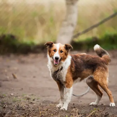 Een hond adopteren uit een dierenasiel – waar moet je op letten?